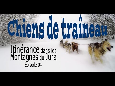 explorez les paysages du jura en chien de traineau